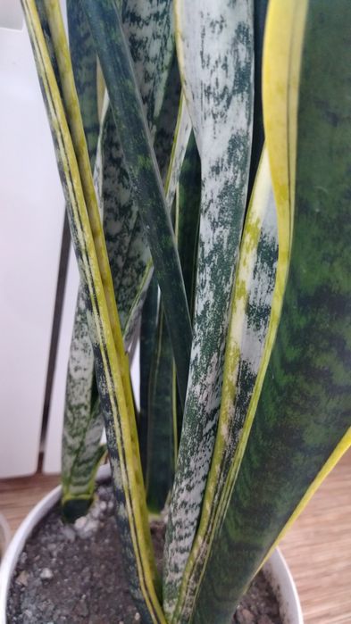 Цветы домашнии цена 2500тенге