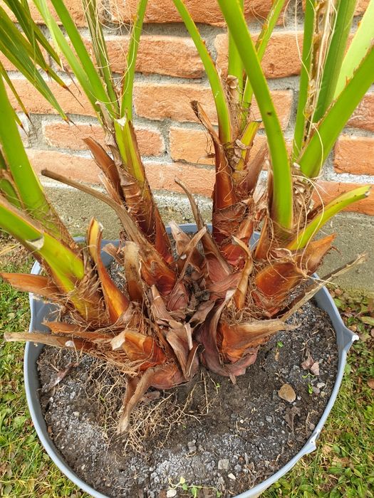 Palmier Washingtonia