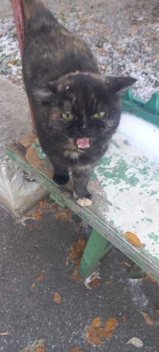 Кошка с черным ошейником. Чья?