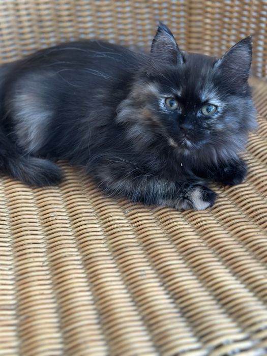 Шотландские  котята