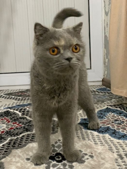 Mushuk britanskiy toza va soglom sotiladi