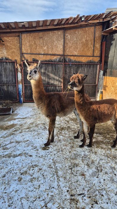 Mascul lama si mascul alpaca schimb cu alte animale
