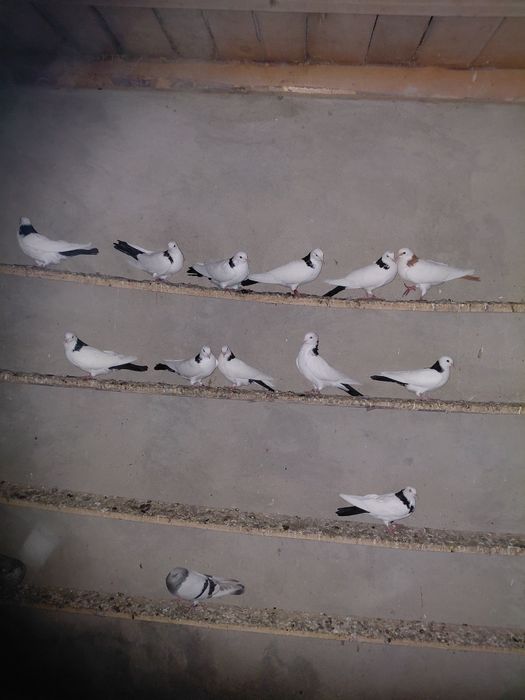 Голубы летние разние