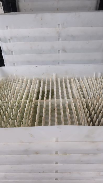 Гидропонные лотки для выгонки тюльпанов