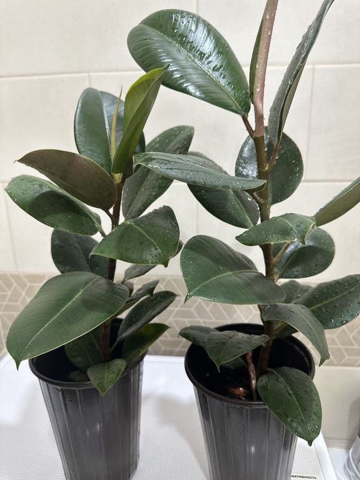 Продам фикус широколистный