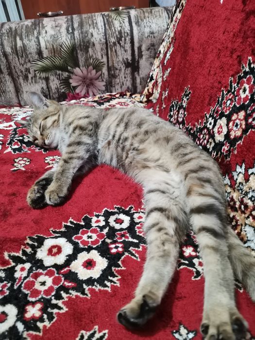Котенок в добрые руки