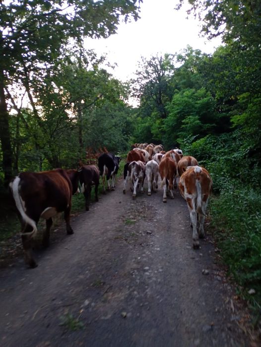 Vând 34 vaci și 15 vitei