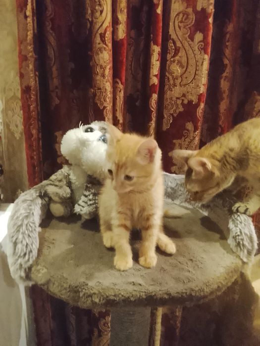 Котёнок рыжий 2.5 месяца в хорошие руки. Родился в домашних условиях