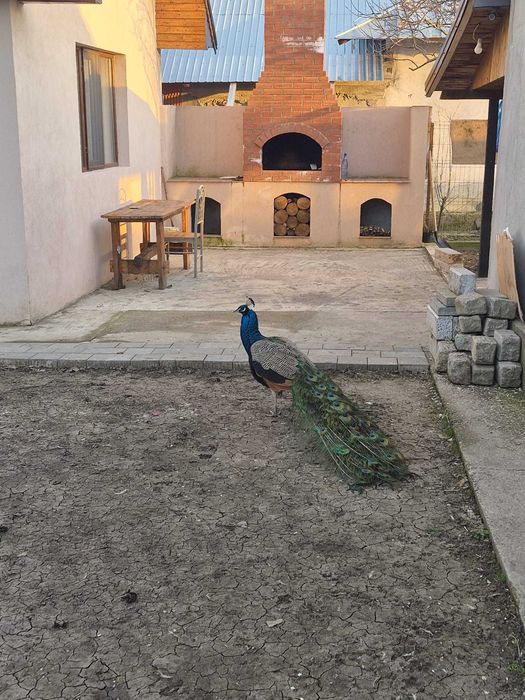 Vand paun mascul ajuns la maturitate