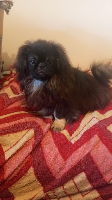 Щенки пекинес на продажу