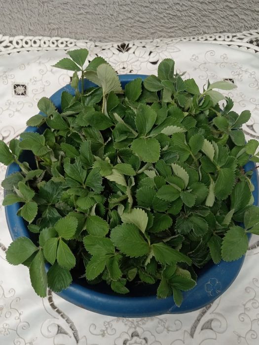 Продаются отростки ремонтантной клубники