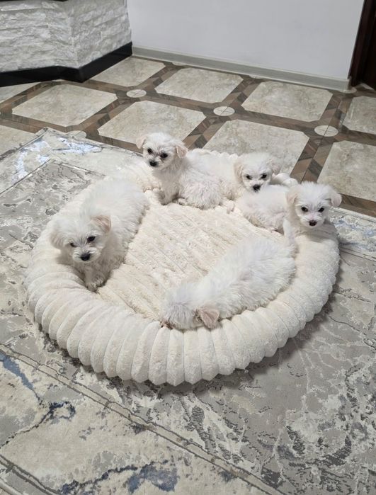 Vând bichon maltez 8 sap