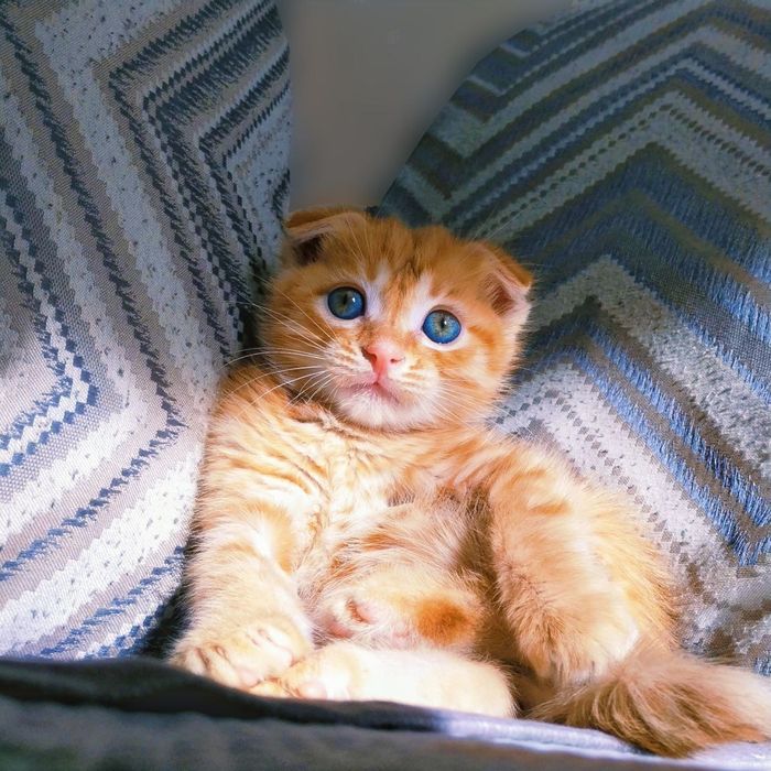 Шотландский вислоухий