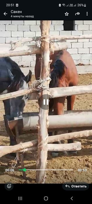 Семіз жылқы сатылады