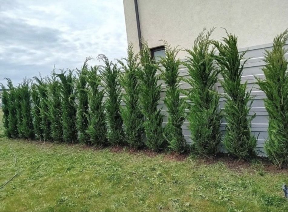 Leylandii gard viu vesnic verde 1m - 4m