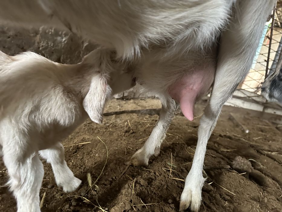 Ешкі Коза сатылады