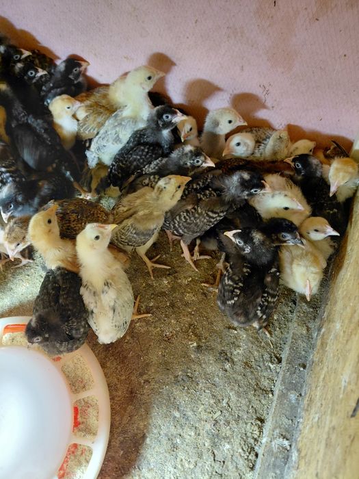 Vand pui tasa mixta de carne si puide gaina brahma maimulte soiuri gai