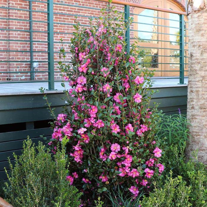 Camelia Japonica
