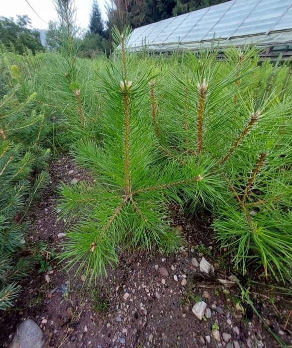 Puieți paltin arin Ulm preț negociabil