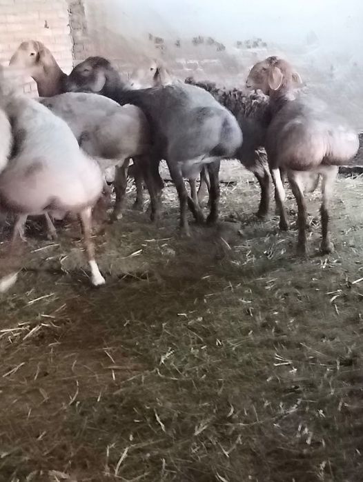 Арашан Кошкарлар