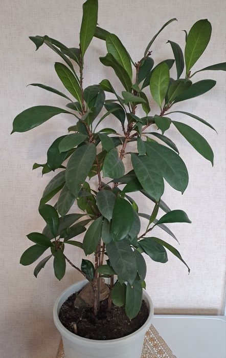 Продам взрослые растения - фикус сортовые