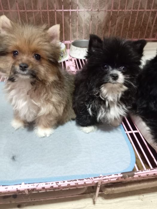 Продам щенков помесь шпиц и бивер