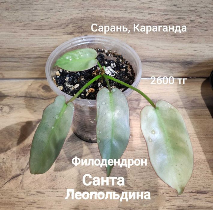 Филодендрон филодендрон