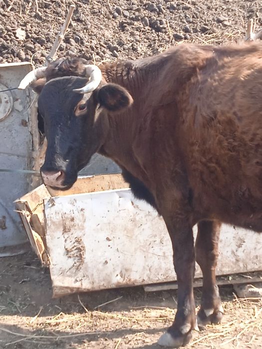 Сиыр сатылады қысыр