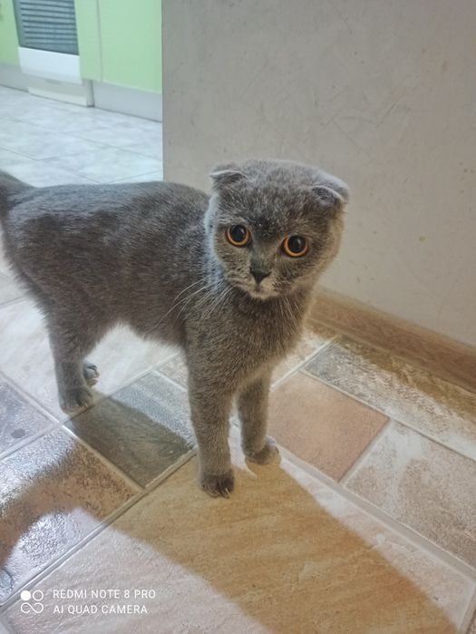 Продам породистую кошку