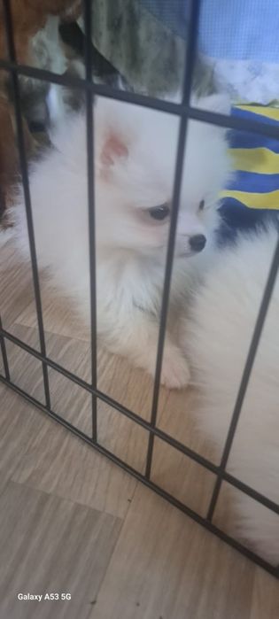 Шпиц мальчик готов к переезду