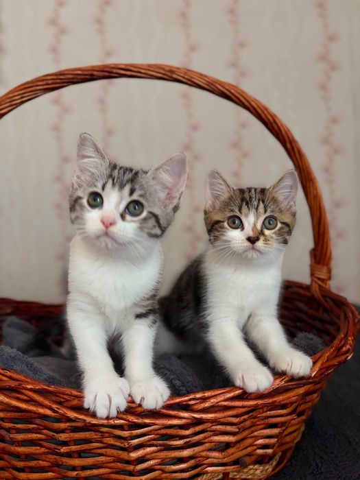 Отдам котят в хорошие руки