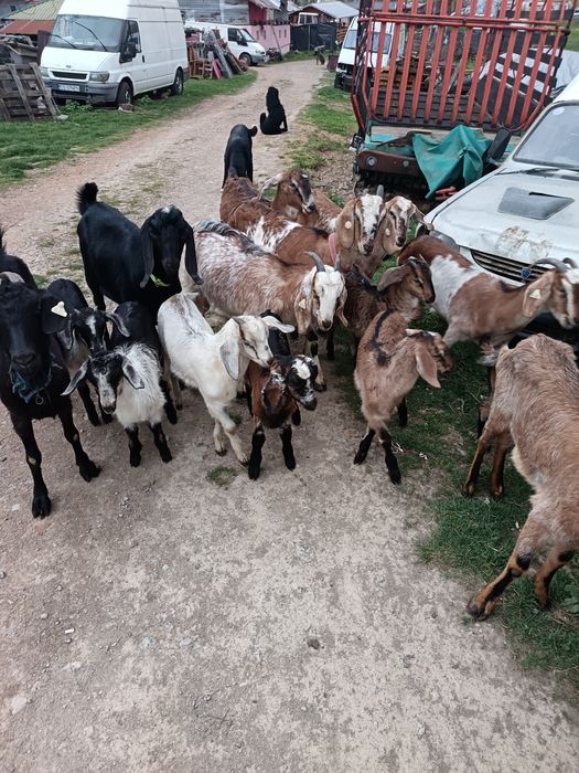 Lapte de capră anglo-nubian fără miros