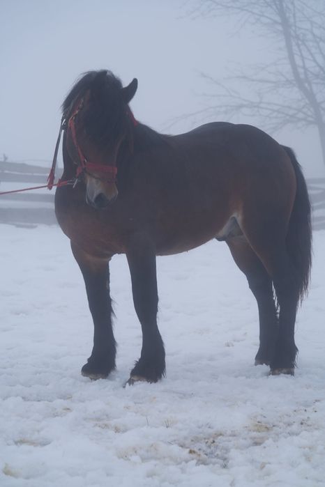 Vând mânz de 1 an si 7 luni foarte cuminte