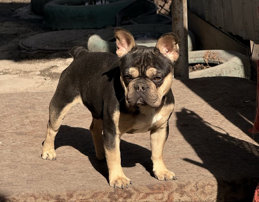 Кобель супер на вязку