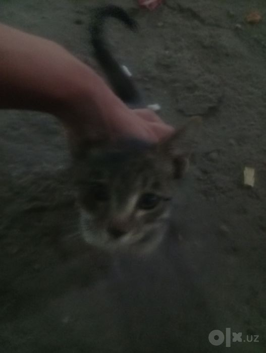 Bepul kimga kerak