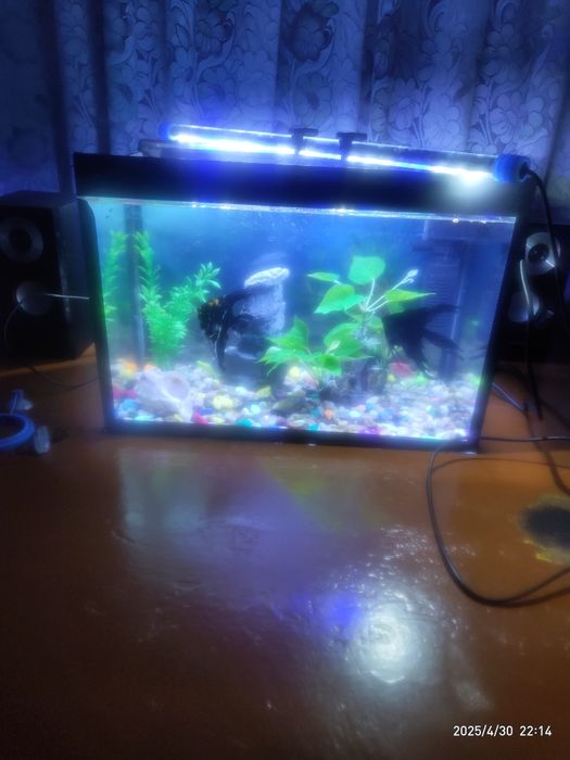 Аквариум с рыбками