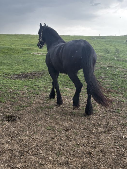 Mânza friesian gestanta