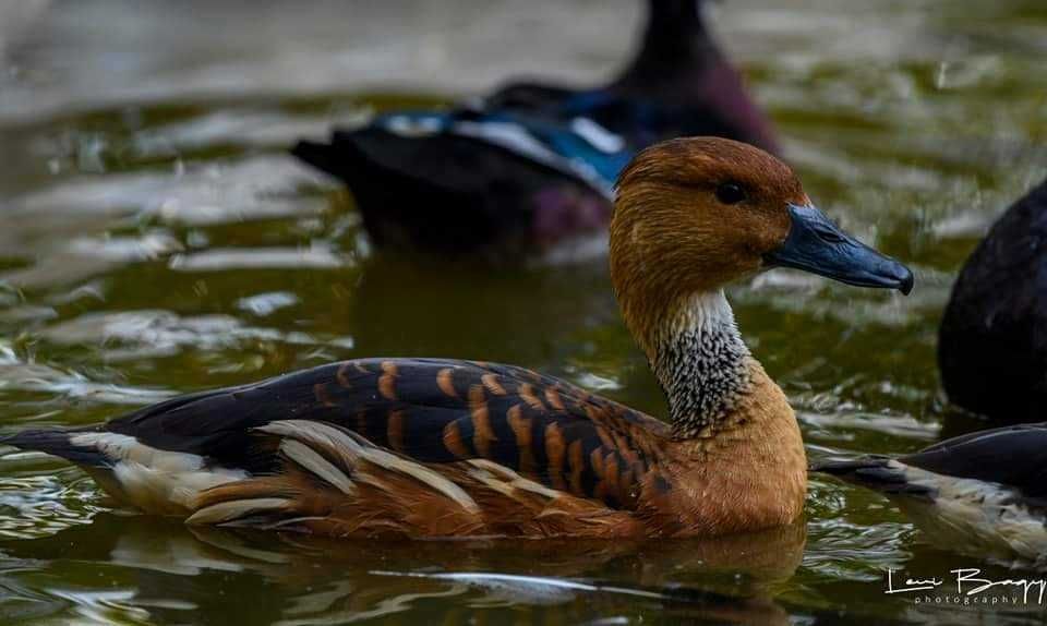 Vând Rațe exotice, de ornament