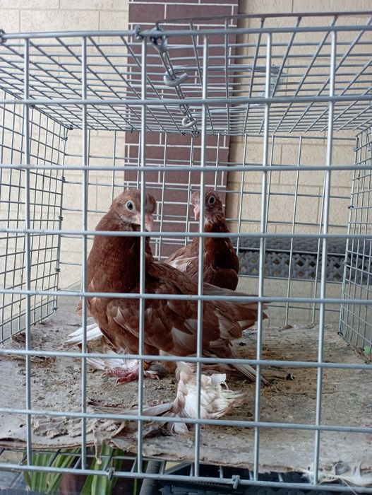 Продам голубей пискунов