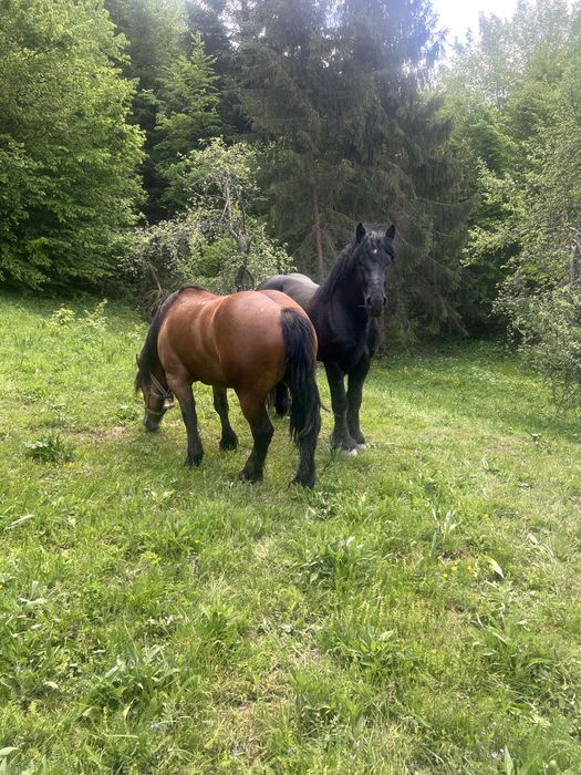 De vanzare iapa 4 ani ,gestanta cu armasarul negru din poze