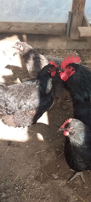 Продам кур Джерсийский гигант