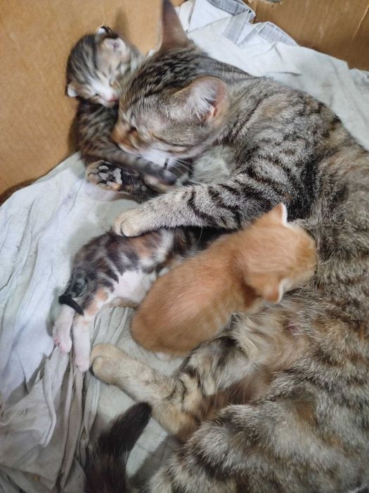 Кошки отдам даром