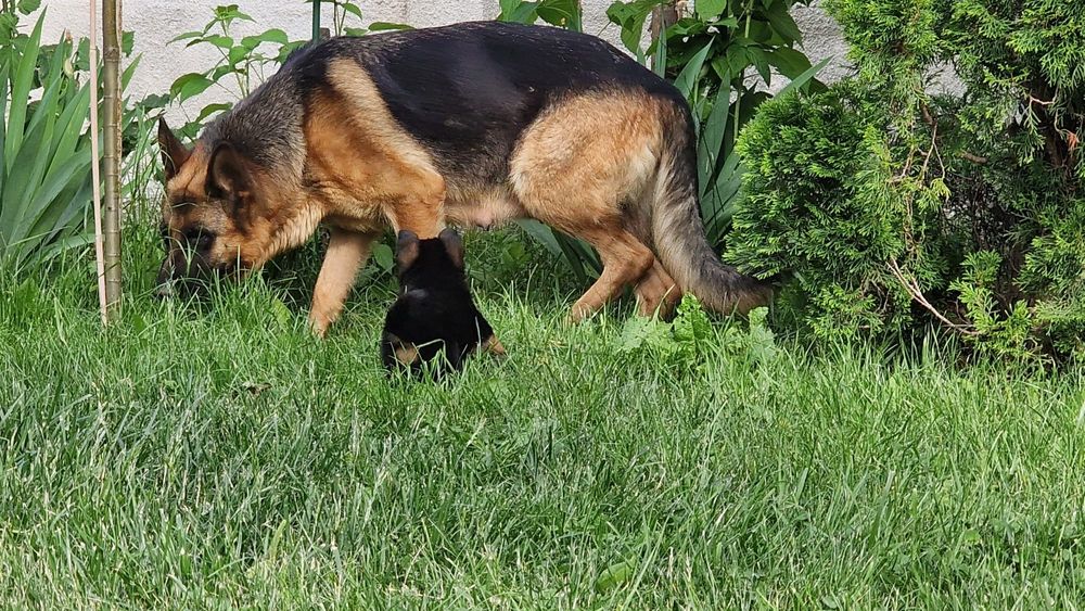 Pui ciobanesc german