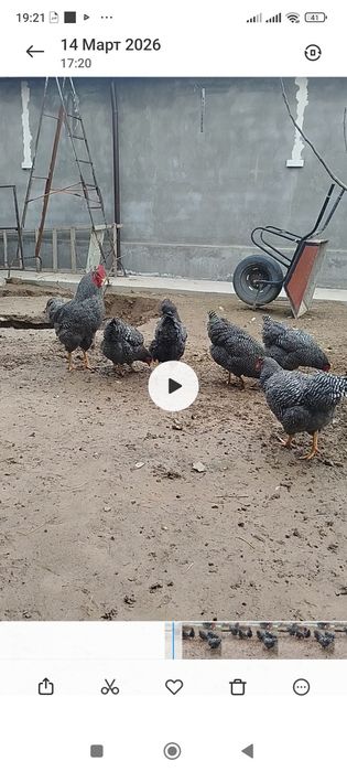 Продается  яйцо пароды Плимутрок!