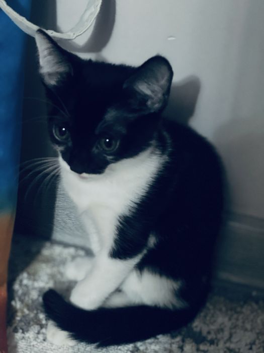 Отдам в добрые руки кошку
