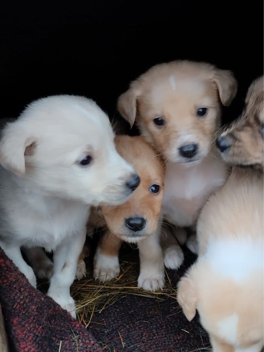 Отдам щенков в добрые руки