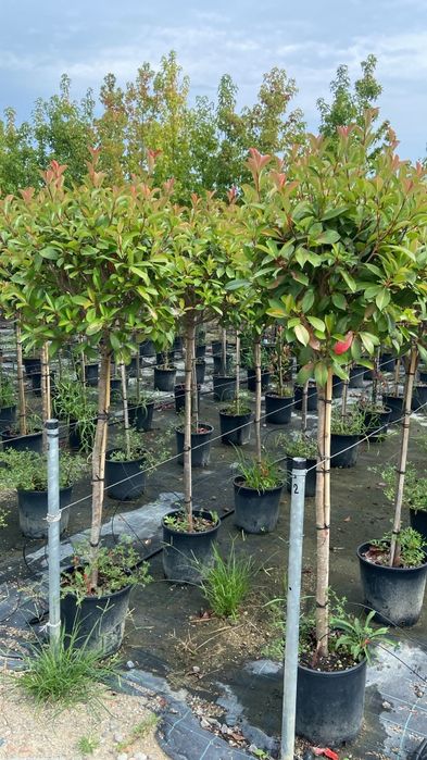 Photinia pe picior 1m80 2m ofertă 350