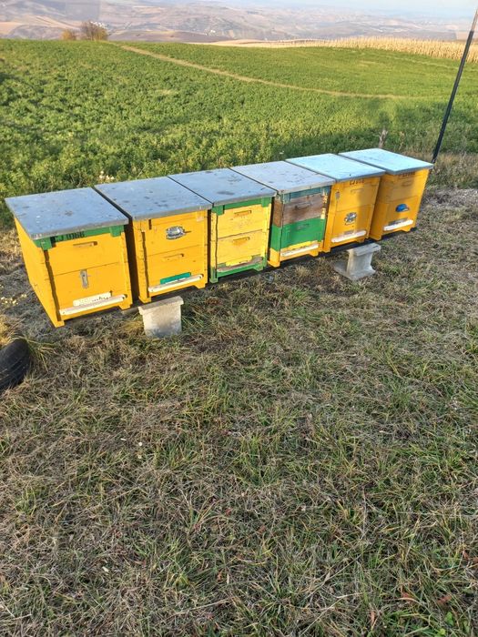 Vand familii albine MER pe rame de 1/2