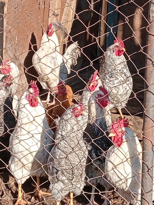 Оптом продам петушков