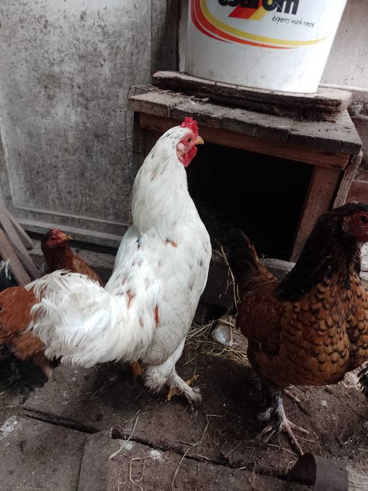 Vând cocoș american